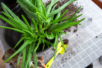 Potting, transplanting and reproduction is the separation of the children of the Aloe Vera plant....