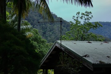Roof of a house with an antenna surrounded by lush green vegetation.