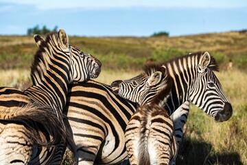 zebras standing in the tall grass and shrubs with a blue sky