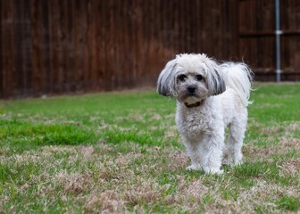 Closeup of an adorable domestic Maltese dog in a lush green on a sunny day