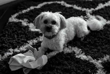 Grayscale an adorable domestic Maltese dog with a blurry background