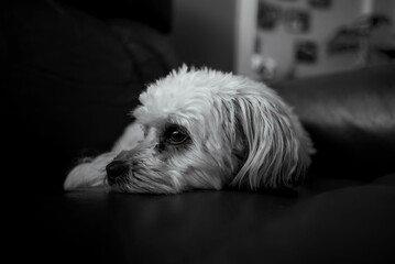 Grayscale an adorable domestic Maltese dog with a blurry background