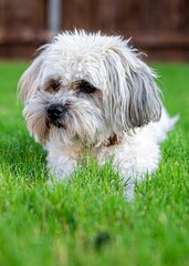 Closeup of an adorable domestic Maltese dog in a lush green on a sunny day