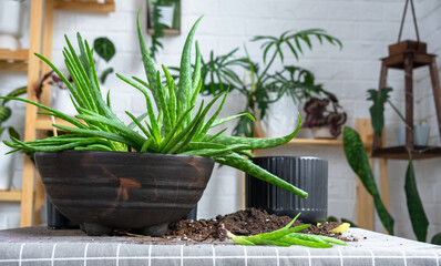 Potting, transplanting and reproduction is the separation of the children of the Aloe Vera plant. Succulent on the table, pot, soil, scoop