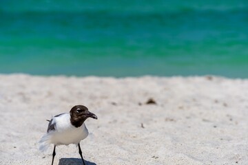 Closeup shot of a laughing gull perched on a sandy beach