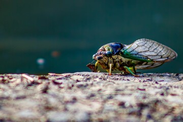 Mmacro shot of a vibrant colorful cicada insect on a rock surface - obrazy, fototapety, plakaty