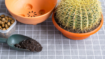 Repotting overgrown home plant large spiny cactus Echinocactus Gruzoni into new bigger pot. Caring...