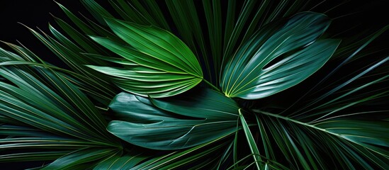 Fototapeta premium This close-up shot showcases the lush green leaves and fresh shoots of a dwarf palm plant. The intricate patterns and textures of the plant are highlighted, creating a vibrant and dynamic image.