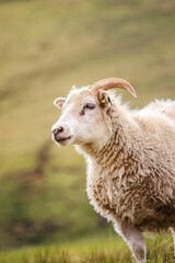 Icelandic sheep with long, curling horns and curly fur