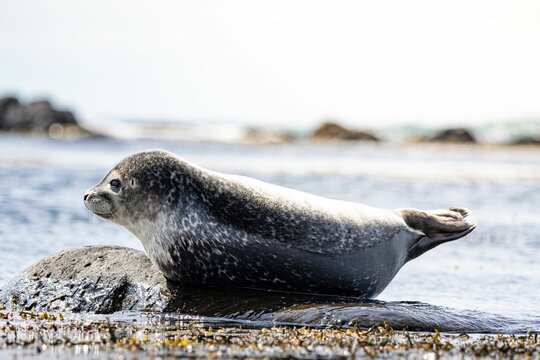 Closeup of a seal perched a rock at the sea