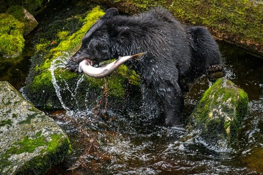 Bear fishing salmon in the Anan Wildlife Observatory, Tongass National Forest