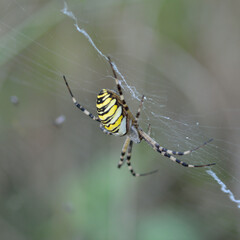
The wasp spider is a very large and colorful spider that recently arrived in the UK from the continent and is slowly spreading into southern England. It builds large orbital webs in grasslands and sc