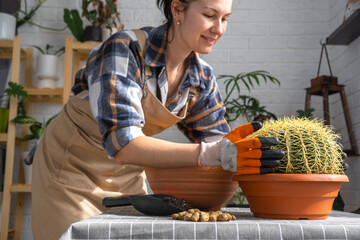 Repotting overgrown home plant large spiny cactus Echinocactus Gruzoni into new bigger pot. A woman in protective gloves holds the cactus carefully, afraid of getting pricked
