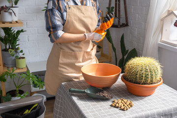 Repotting overgrown home plant large spiny cactus Echinocactus Gruzoni into new bigger pot. A woman in protective gloves holds the cactus carefully, afraid of getting pricked - obrazy, fototapety, plakaty