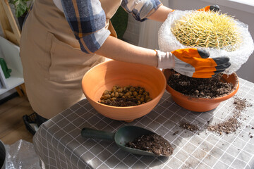 Repotting overgrown home plant large spiny cactus Echinocactus Gruzoni into new bigger pot. A woman...