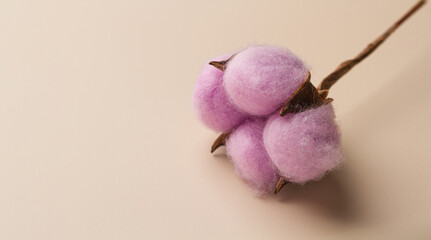 Branch of pink cotton on a beige background