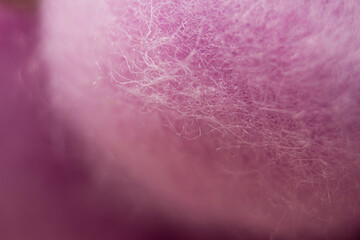 Pink cotton flower close up