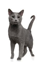 Proud walking male russian blue cat isolated on a white background, with its tail up