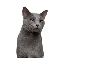 Portrait of a male russian blue cat, looking away isolated on a white background with space for copy