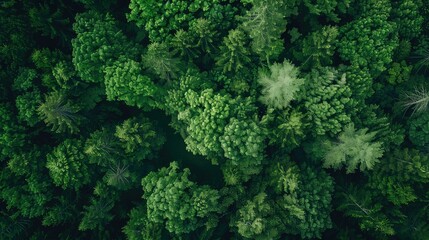 Fototapeta premium Tropical forest background, top view.