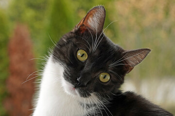 Portrait of a black and white cat with big yellow eyes.