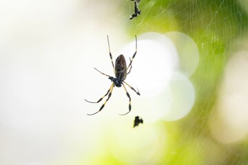 Arachnid is poised on its web, using the strands to hold a tiny fly caught in its grasp
