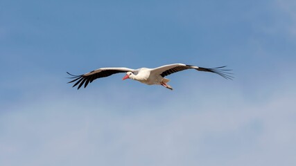 Fototapeta na wymiar White stork soaring through the sky with its wings widely extended, Campo Grande park in Valladolid
