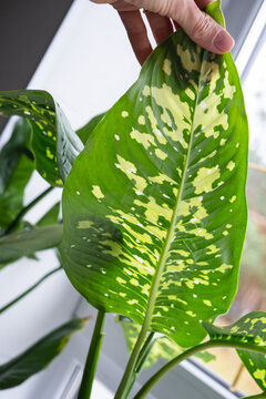 Leaves home plant affected by a spider mite, small insects, Problems in the cultivation of domestic plants. Plant treatment and pest and fungus control