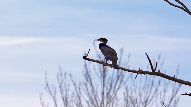 Great cormorant bird perched on a barren tree branch, Campo Grande park, Valladolid