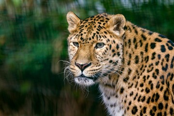 Closeup shot of an amur leopard.