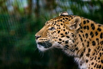 Closeup shot of an amur leopard.