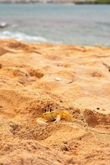 Beautiful shot of a small brown crab crawling out of the sand