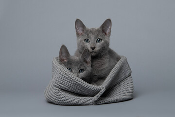 Two cute grey Russian blue kitten in a grey basket on a grey background looking at the camera.