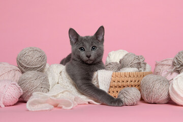 Cute russian blue kitten lying in a basket with balls of wool  on a pink background looking at the camera