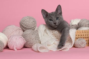 Cute russian blue kitten lying in a basket with balls of wool  on a pink background looking at the camera