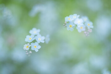 Soft image of blooming forget-me-not flowers