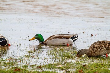 Types of ducks congregating in a shallow area of water, which has been flooded due to recent weather