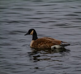 Canada goose floating on the calm bod of water