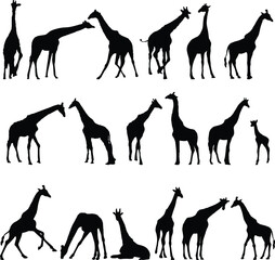Vector pack of a group of giraffes walking silhouettes in black and white