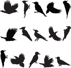 Fototapeta premium Vector pack of birds in black, set against a white background