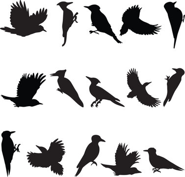 Vector pack of birds in black, set against a white background