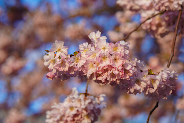 Pink blossoms of a fruit tree in the spring 