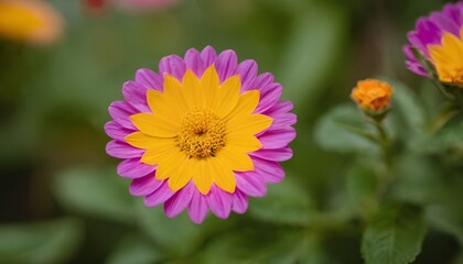 purple and yellow flower