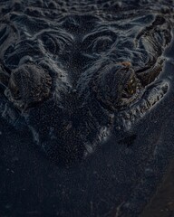 High resolution close-up photograph of an Australian crocodile