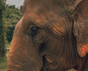 Of an elephant's face with intricately detailed features surrounded by lush greenery