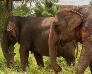Obraz premium Enormous brown African elephants walking side-by-side peacefully in a natural environment