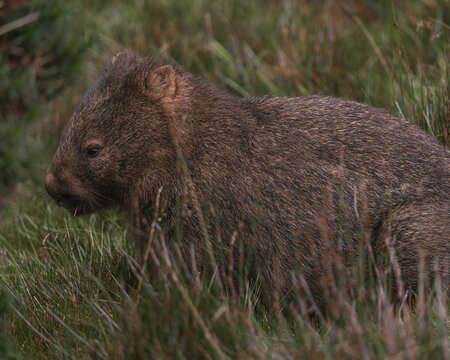 Close-up image of a Young Wombat in a lush, natural environment of Tasmania National Park