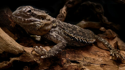Reptil Nahaufnahme - Bartagame