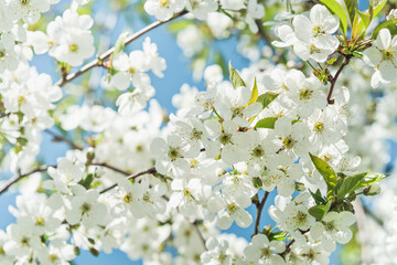 Blooming white apple or cherry blossom on background of blue sky. Happy Passover background. Spring Easter background. World environment day. Easter, Birthday, womens day holiday. Top view. Mock up.