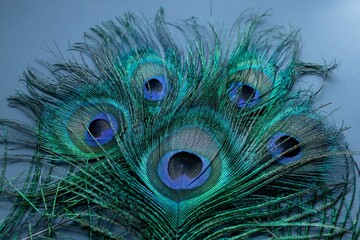 Vibrant blue green peacock feathers on a gray surface